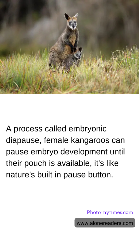 General Knowledge Learning Cards