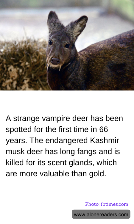 General Knowledge Learning Cards