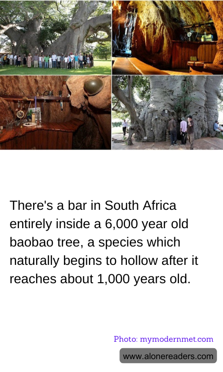 There's a bar in South Africa entirely inside a 6,000 year old baobao tree, a species which naturally begins to hollow after it reaches about 1,000 years old.