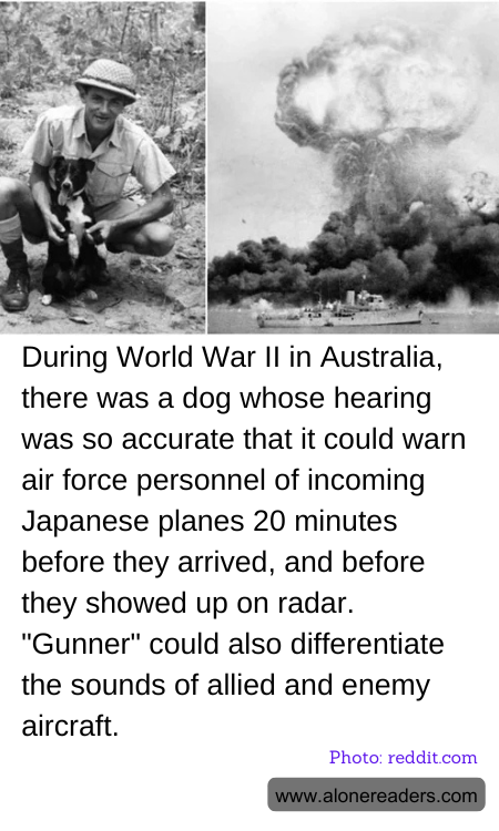 During World War II in Australia, there was a dog whose hearing was so accurate that it could warn air force personnel of incoming Japanese planes 20 minutes before they arrived, and before they showed up on radar. "Gunner" could also differentiate the sounds of allied and enemy aircraft.