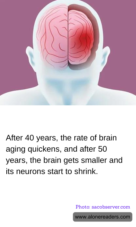 After 40 years, the rate of brain aging quickens, and after 50 years, the brain gets smaller and its neurons start to shrink.
