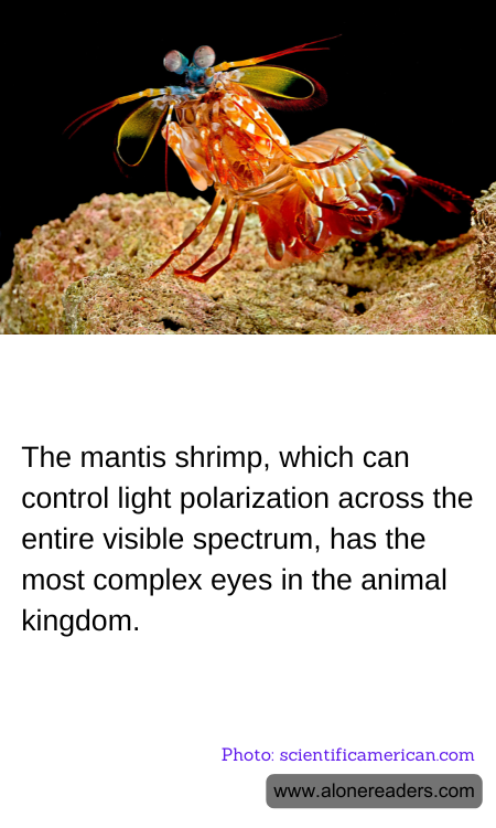 The mantis shrimp, which can control light polarization across the entire visible spectrum, has the most complex eyes in the animal kingdom.