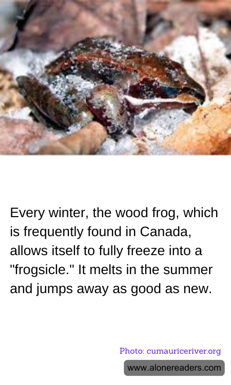 General Knowledge Learning Cards