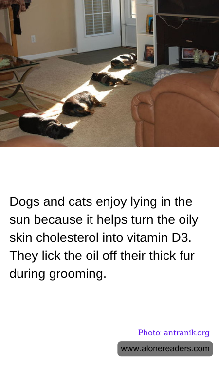 General Knowledge Learning Cards