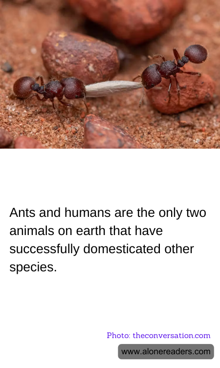 General Knowledge Learning Cards