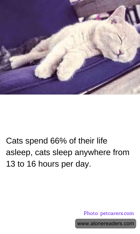 General Knowledge Learning Cards