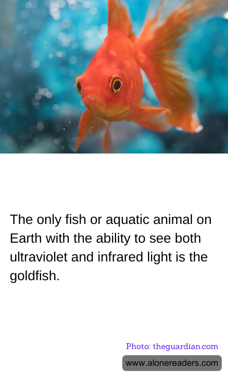 The only fish or aquatic animal on Earth with the ability to see both ultraviolet and infrared light is the goldfish.