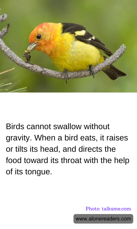 General Knowledge Learning Cards