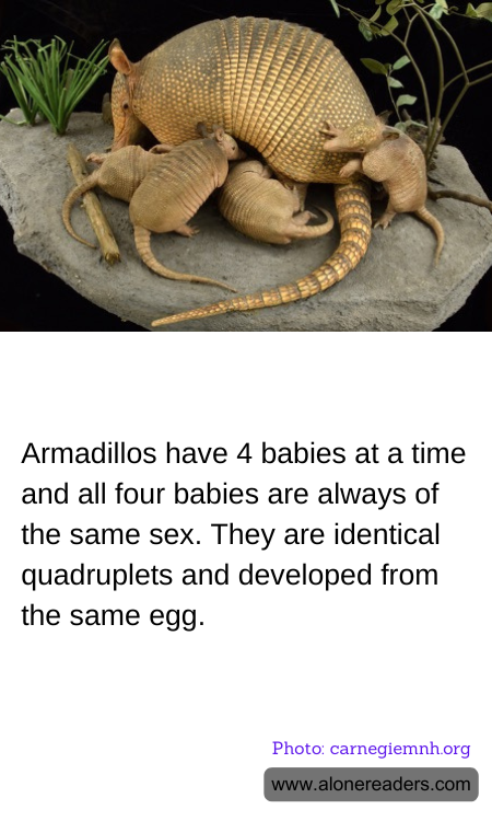 General Knowledge Learning Cards