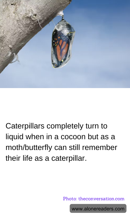 General Knowledge Learning Cards