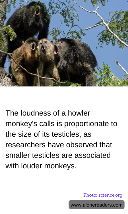 The loudness of a howler monkey's calls is proportionate to the size of its testicles, as researchers have observed that smaller testicles are associated with louder monkeys.