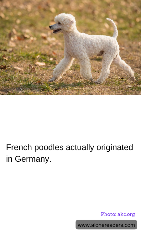 French poodles actually originated in Germany.