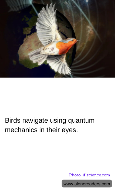 Birds navigate using quantum mechanics in their eyes.