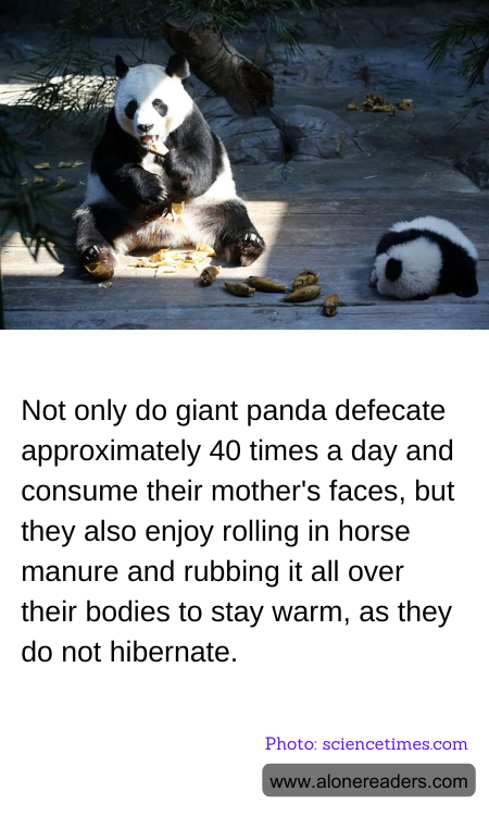 Not only do giant panda defecate approximately 40 times a day and consume their mother's faces, but they also enjoy rolling in horse manure and rubbing it all over their bodies to stay warm, as they do not hibernate.