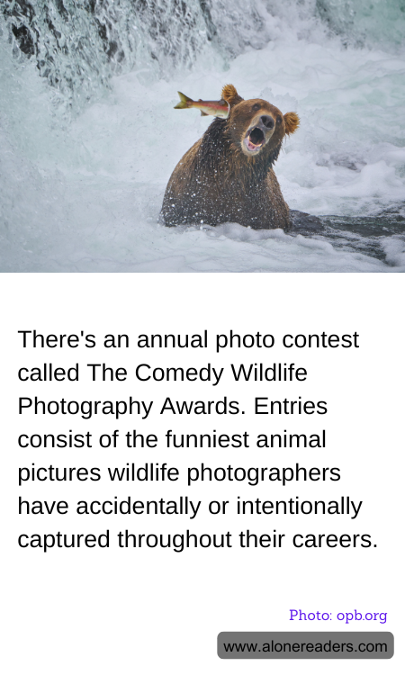 There's an annual photo contest called The Comedy Wildlife Photography Awards. Entries consist of the funniest animal pictures wildlife photographers have accidentally or intentionally captured throughout their careers.