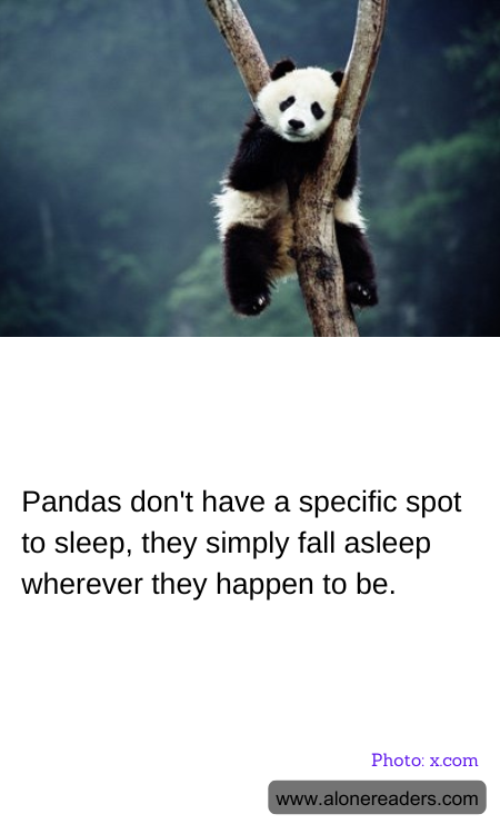 Pandas don't have a specific spot to sleep, they simply fall asleep wherever they happen to be.