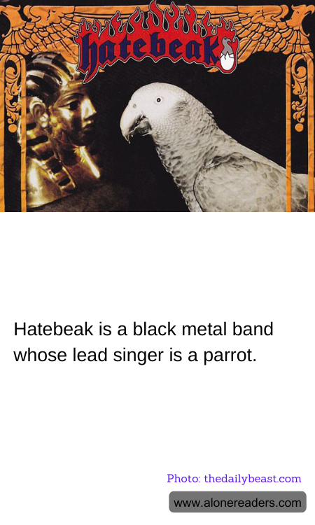 Hatebeak is a black metal band whose lead singer is a parrot.