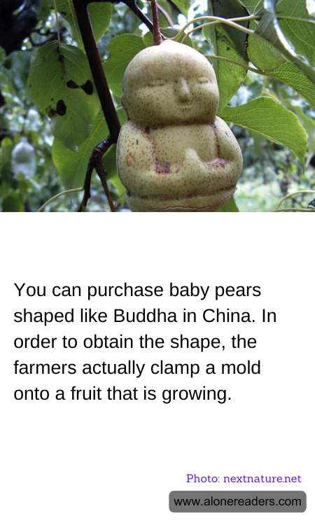 You can purchase baby pears shaped like Buddha in China. In order to obtain the shape, the farmers actually clamp a mold onto a fruit that is growing.