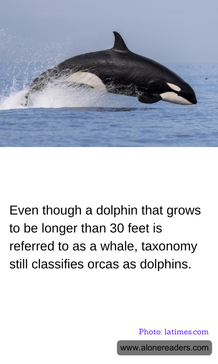 Even though a dolphin that grows to be longer than 30 feet is referred to as a whale, taxonomy still classifies orcas as dolphins.