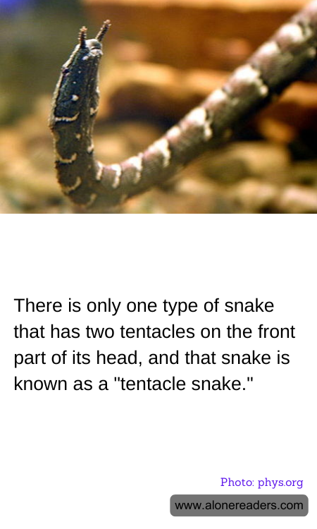 General Knowledge Learning Cards