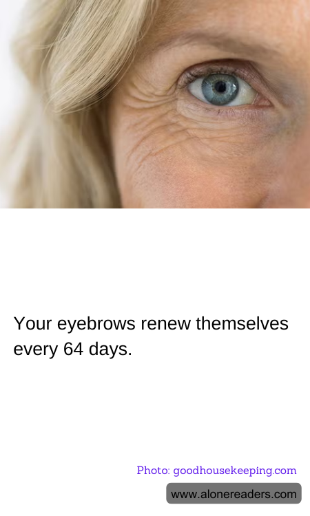 Your eyebrows renew themselves every 64 days.
