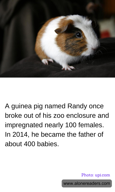 General Knowledge Learning Cards