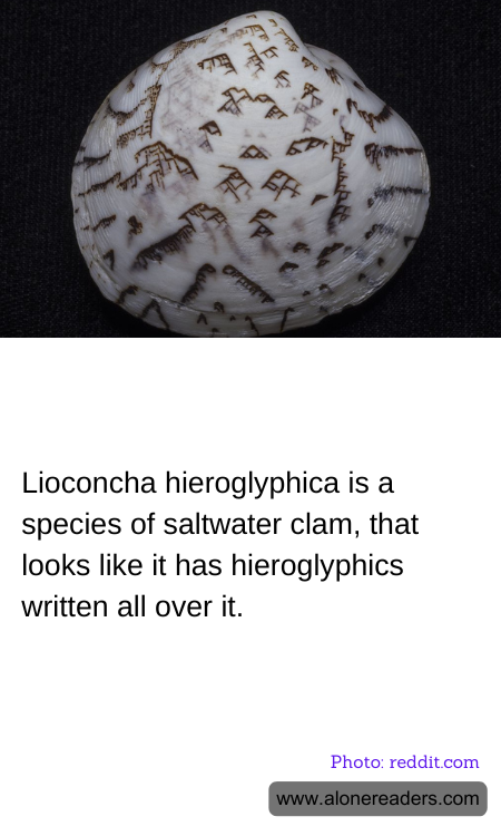 General Knowledge Learning Cards