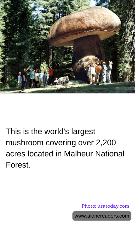 This is the world's largest mushroom covering over 2,200 acres located in Malheur National Forest.