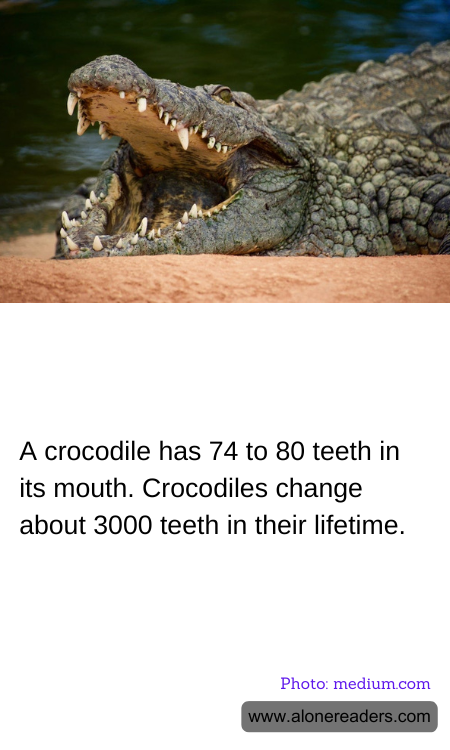 General Knowledge Learning Cards