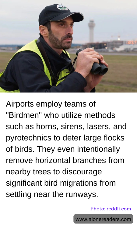 Airports employ teams of "Birdmen" who utilize methods such as horns, sirens, lasers, and pyrotechnics to deter large flocks of birds. They even intentionally remove horizontal branches from nearby trees to discourage significant bird migrations from settling near the runways.