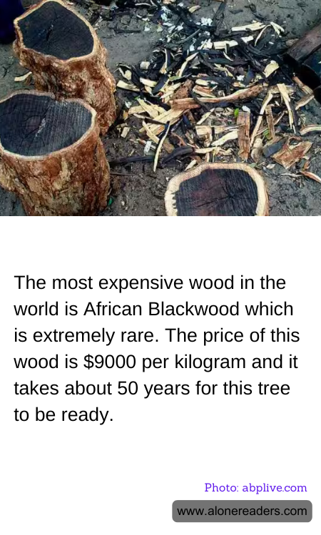 The most expensive wood in the world is African Blackwood which is extremely rare. The price of this wood is $9000 per kilogram and it takes about 50 years for this tree to be ready.