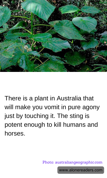 There is a plant in Australia that will make you vomit in pure agony just by touching it. The sting is potent enough to kill humans and horses.