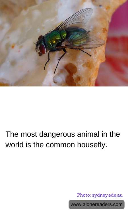 The most dangerous animal in the world is the common housefly.