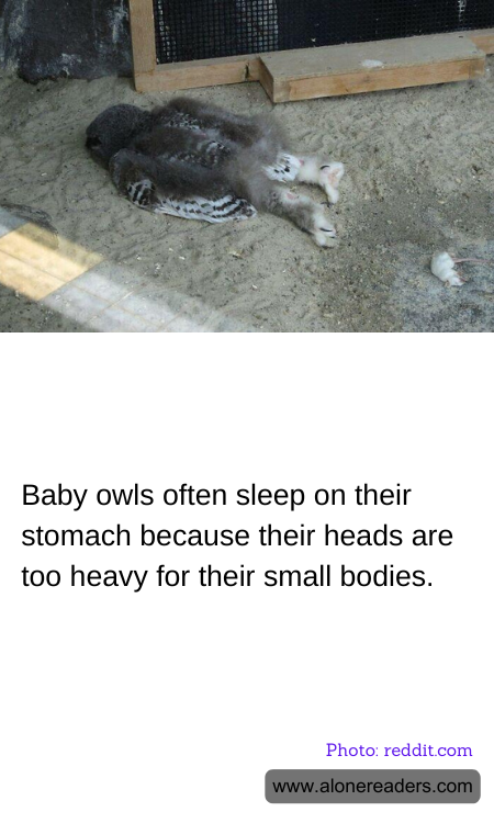 General Knowledge Learning Cards