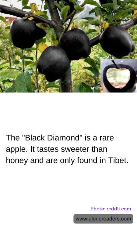 General Knowledge Learning Cards