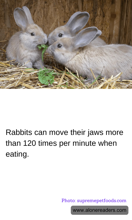 General Knowledge Learning Cards