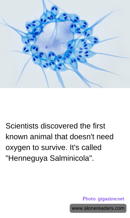 Scientists discovered the first known animal that doesn't need oxygen to survive. It's called "Henneguya Salminicola".