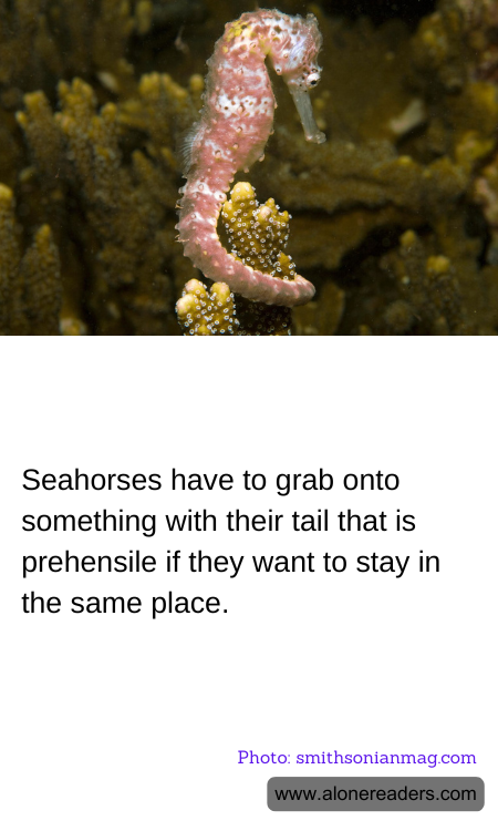 Seahorses have to grab onto something with their tail that is prehensile if they want to stay in the same place.