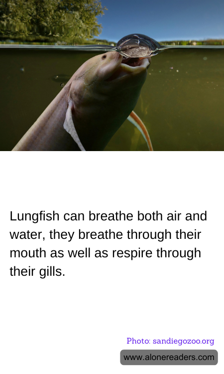 Lungfish can breathe both air and water, they breathe through their mouth as well as respire through their gills.