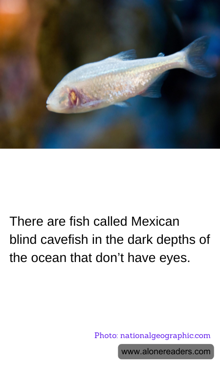 There are fish called Mexican blind cavefish in the dark depths of the ocean that don’t have eyes.