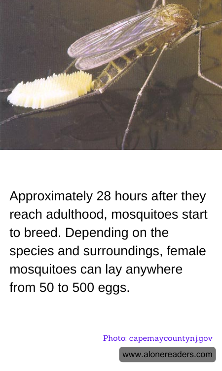 Approximately 28 hours after they reach adulthood, mosquitoes start to breed. Depending on the species and surroundings, female mosquitoes can lay anywhere from 50 to 500 eggs.