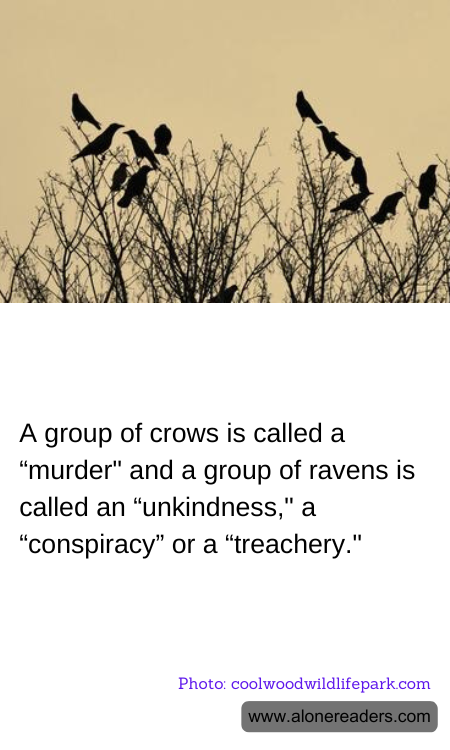 A group of crows is called a “murder" and a group of ravens is called an “unkindness," a “conspiracy” or a “treachery."