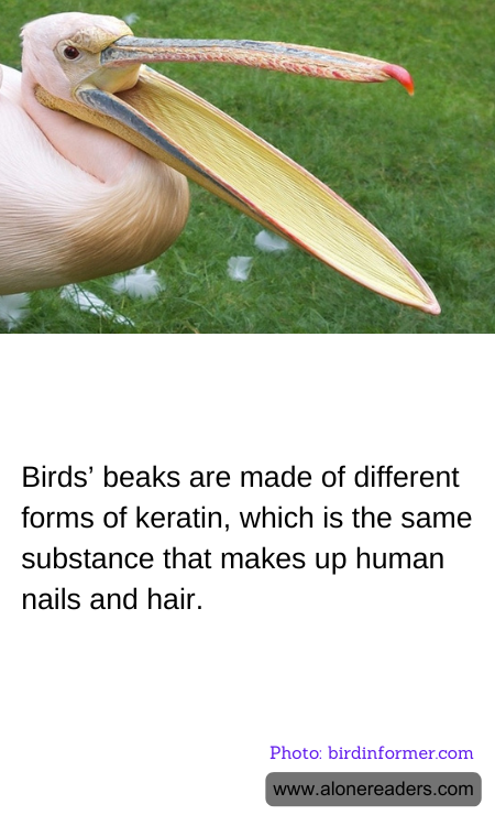 General Knowledge Learning Cards