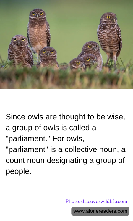 Since owls are thought to be wise, a group of owls is called a "parliament." For owls, "parliament" is a collective noun, a count noun designating a group of people.