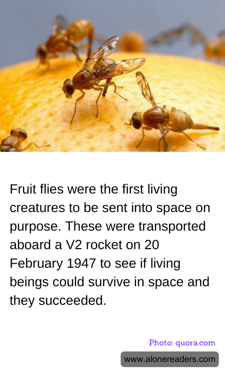 General Knowledge Learning Cards