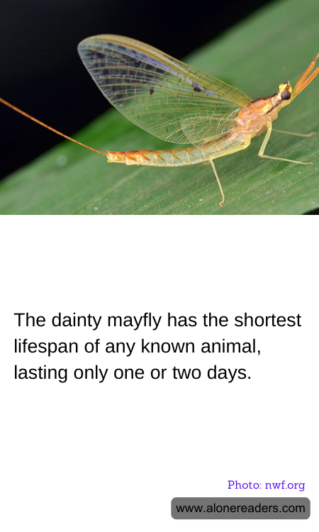 The dainty mayfly has the shortest lifespan of any known animal, lasting only one or two days.