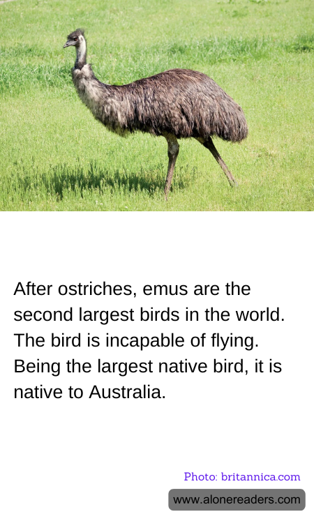After ostriches, emus are the second largest birds in the world. The bird is incapable of flying. Being the largest native bird, it is native to Australia.