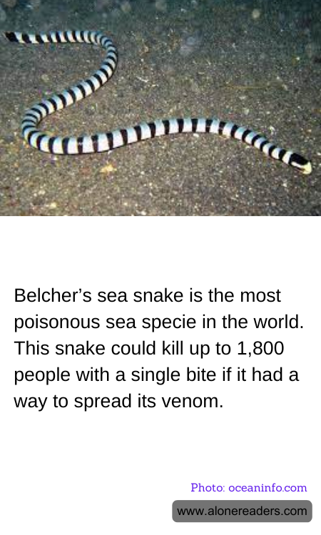 Belcher’s sea snake is the most poisonous sea specie in the world. This snake could kill up to 1,800 people with a single bite if it had a way to spread its venom.