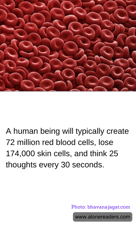 A human being will typically create 72 million red blood cells, lose 174,000 skin cells, and think 25 thoughts every 30 seconds.