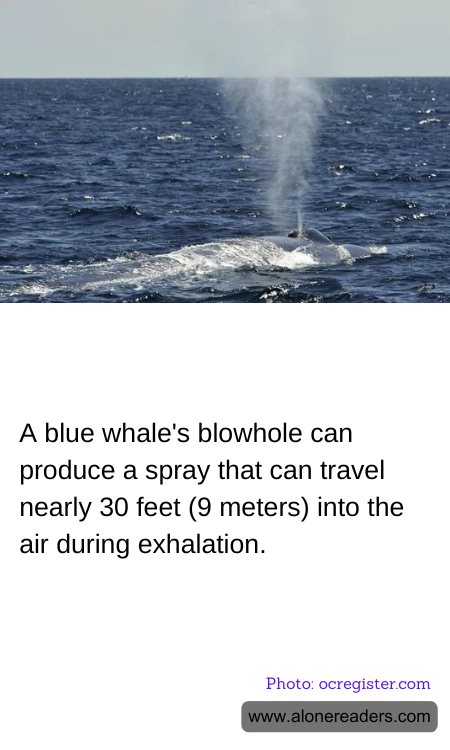 A blue whale's blowhole can produce a spray that can travel nearly 30 feet (9 meters) into the air during exhalation.